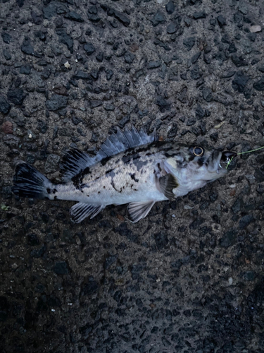 シマソイの釣果