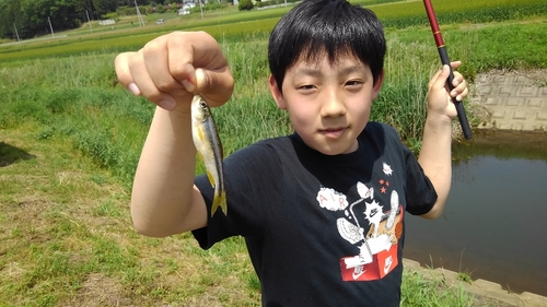 カワムツの釣果