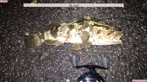 ベッコウゾイの釣果