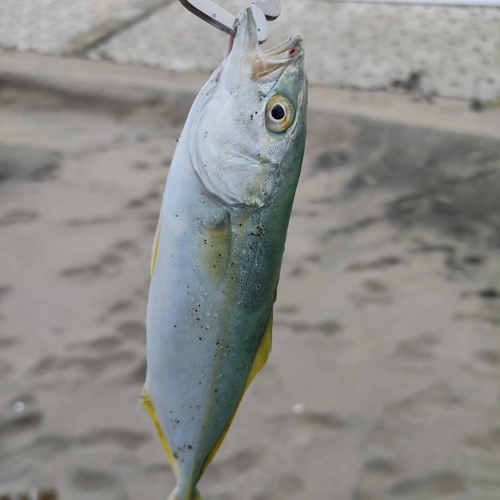 ワカシの釣果