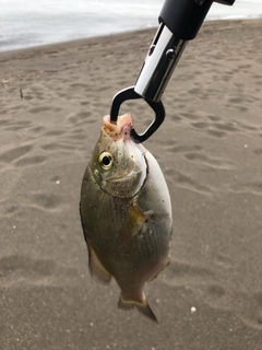 ウミタナゴの釣果