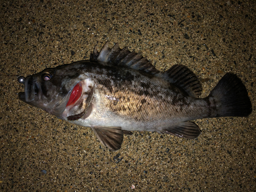 クロソイの釣果