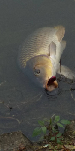 コイの釣果