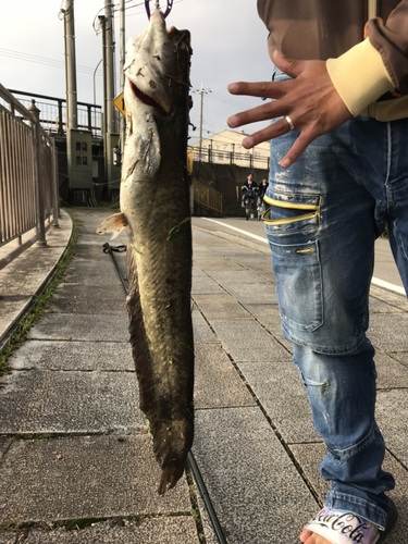 ナマズの釣果