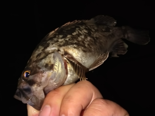 クロソイの釣果