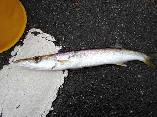 カマスの釣果