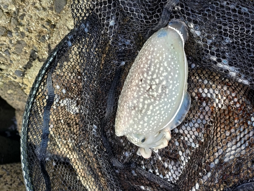 コウイカの釣果