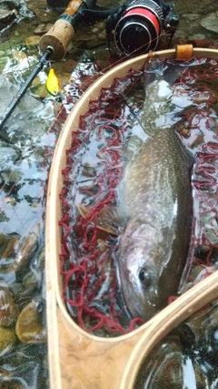 イワナの釣果