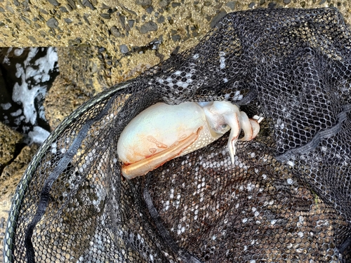 コウイカの釣果