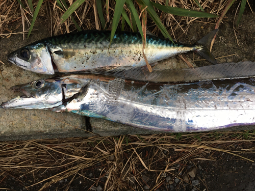 タチウオの釣果