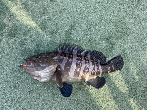 マハタの釣果