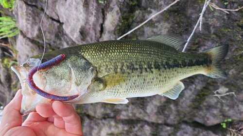 ブラックバスの釣果