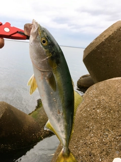 イナダの釣果