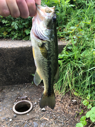 ラージマウスバスの釣果