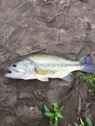 ラージマウスバスの釣果