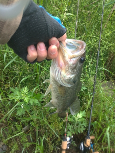 ブラックバスの釣果