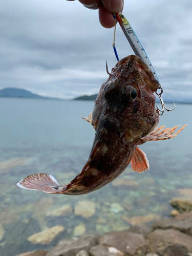 アラカブの釣果