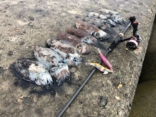 コウイカの釣果