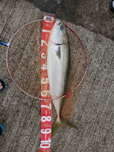 ブリの釣果