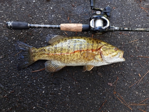 スモールマウスバスの釣果