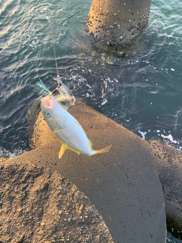 ワカシの釣果