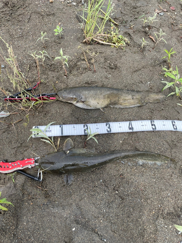 マナマズの釣果