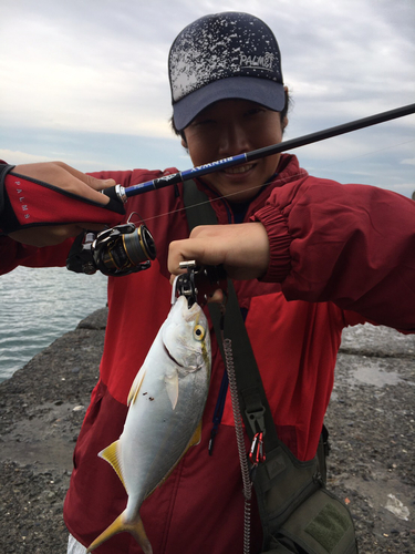 ショゴの釣果