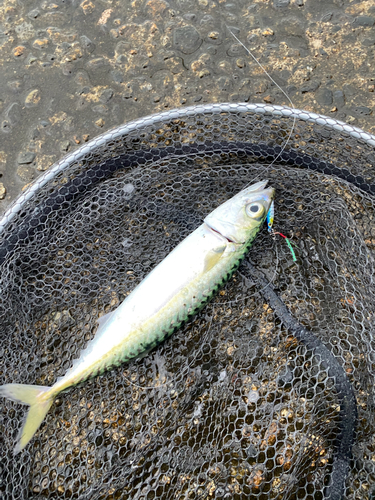 サバの釣果