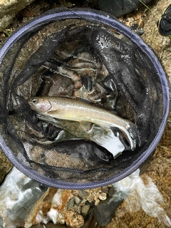 イワナの釣果