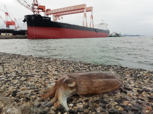 コウイカの釣果