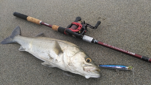 マルスズキの釣果