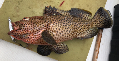 シロブチハタの釣果