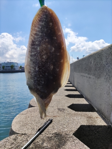 コウイカの釣果