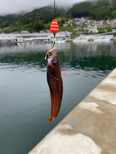 ドンコの釣果