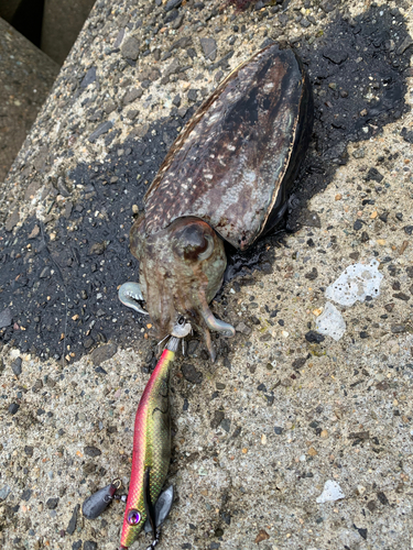 コウイカの釣果