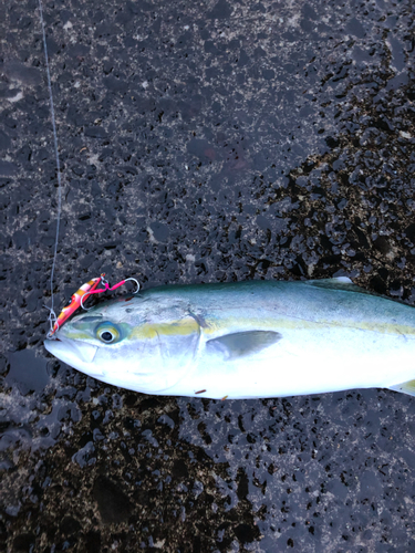 イナダの釣果