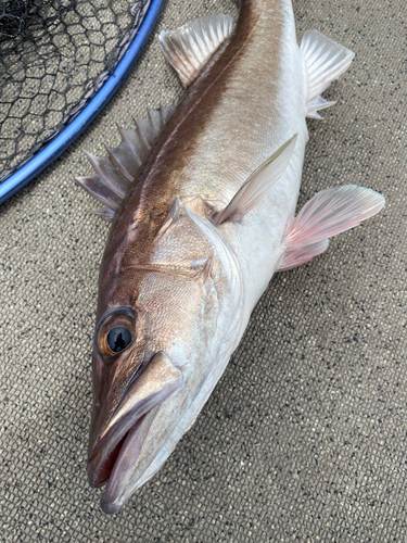 イサキの釣果