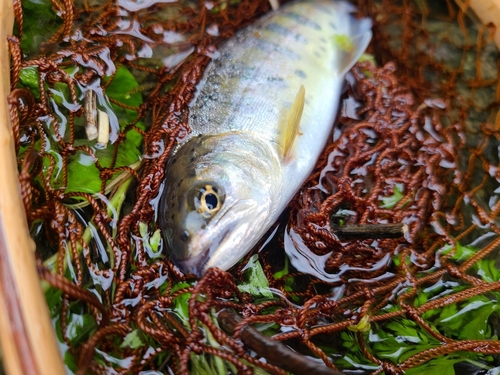 ヤマメの釣果