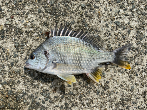 キビレの釣果