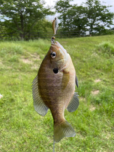 ブラックバスの釣果