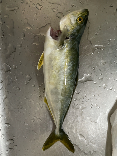 ツバスの釣果