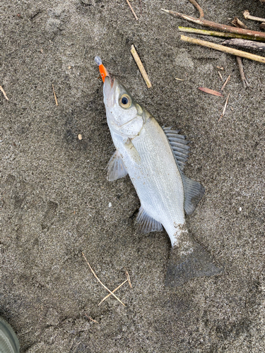 セイゴ（ヒラスズキ）の釣果