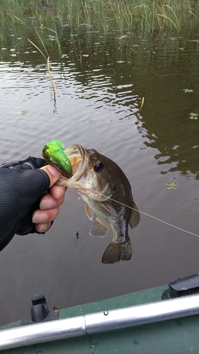 ブラックバスの釣果