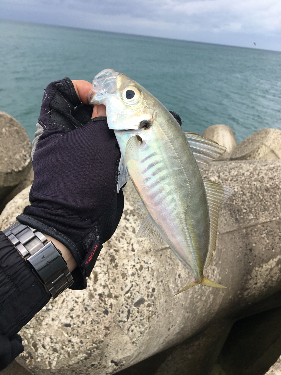 まー君 さんの 2021年05月22日のアジの釣り・釣果情報(秋田県 - 男鹿