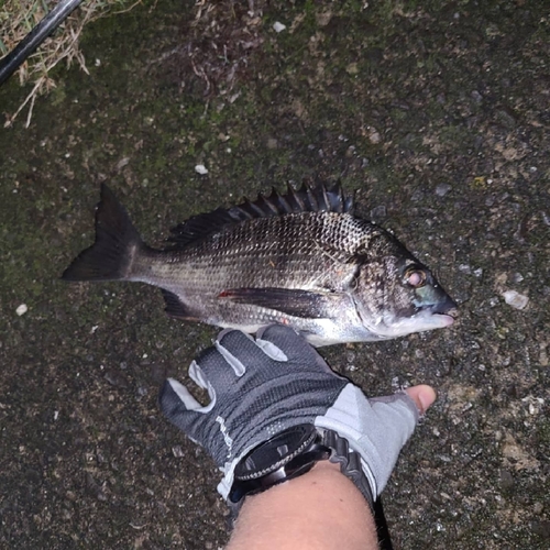 シロメバルの釣果