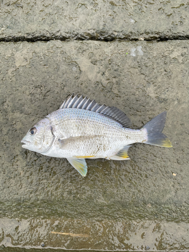 キビレの釣果