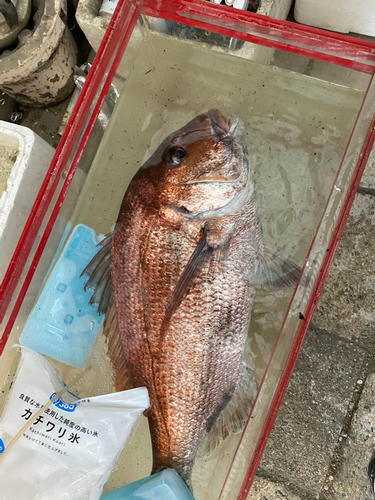 タイの釣果