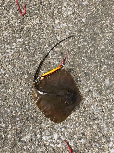 エイの釣果