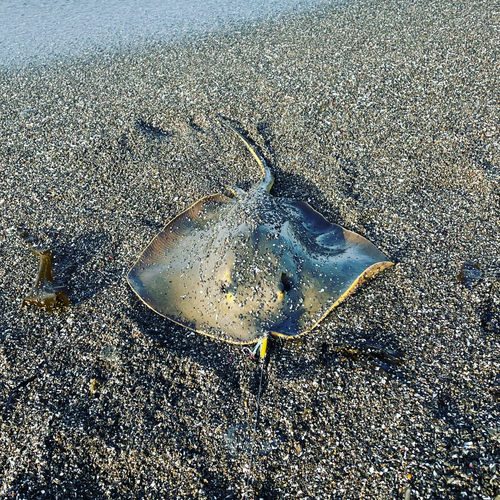 アカエイの釣果