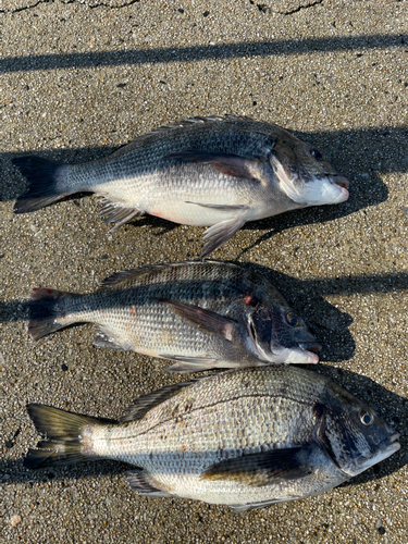 チヌの釣果